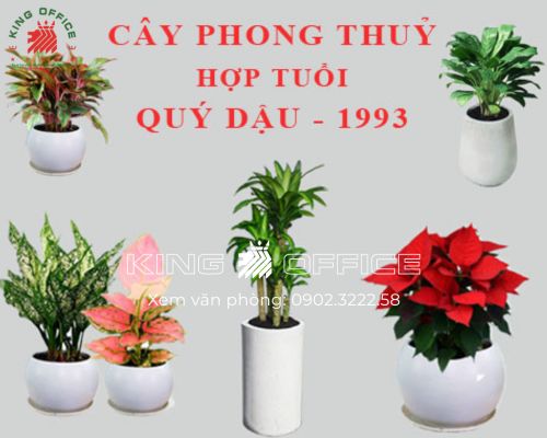 Cây ngọc ngân hợp mệnh Kim