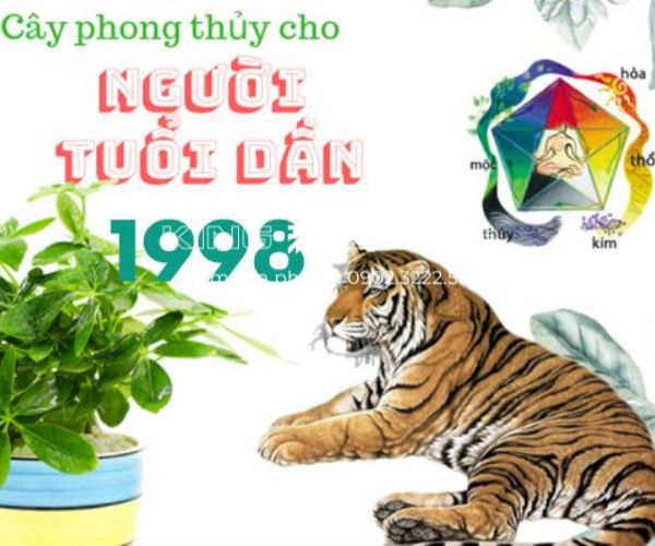 Cây phong thủy trên bàn làm việc hợp tuổi Mậu Dần 1998