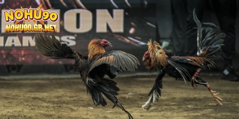 Bí kíp dự đoán đá gà chuẩn xác từ các bậc thầy