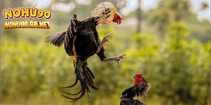 Thành thạo trong lĩnh vực chọi gà