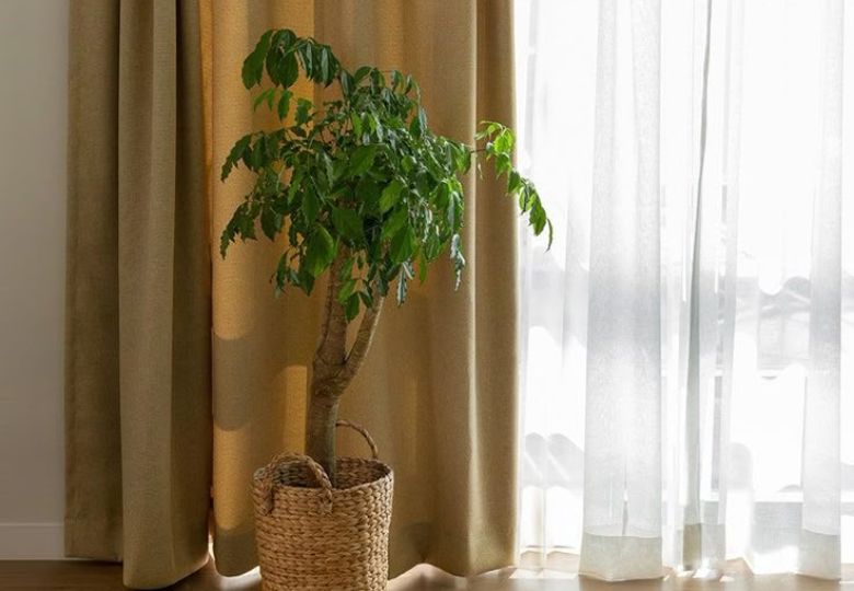 Rèm 2 lớp xanh nhạt hợp Mậu Thìn